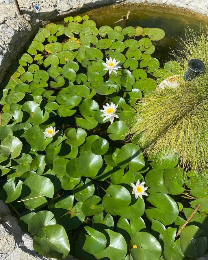 B&B Il Giardino Delle Meraviglie Melito Di Porto Salvo Eksteriør bilde