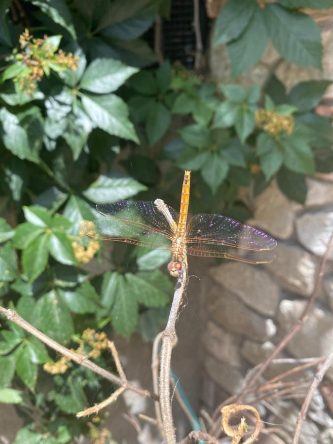 B&B Il Giardino Delle Meraviglie Melito Di Porto Salvo Eksteriør bilde